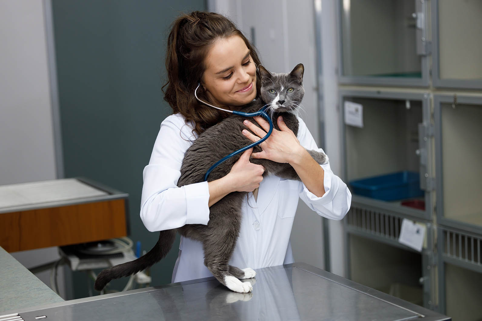 Veterinario para Gatos